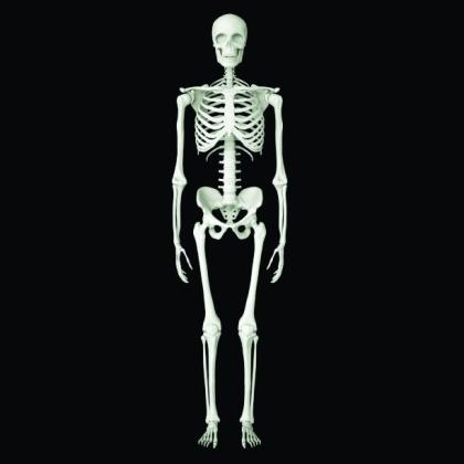 Although the human body contains 206 bones, only three strong bones are needed to attain success, writes Dr. Mike Wolf. Courtesy Photo