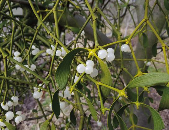 Mistletoe can cause stress for the trees it grows on. However, the plants play a key role in the ecosystem. Courtesy Photo